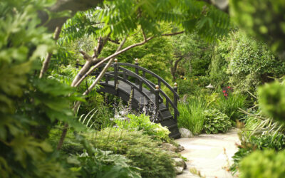 Visit To A Japanese Garden, Treales: Wed 17 July 2024